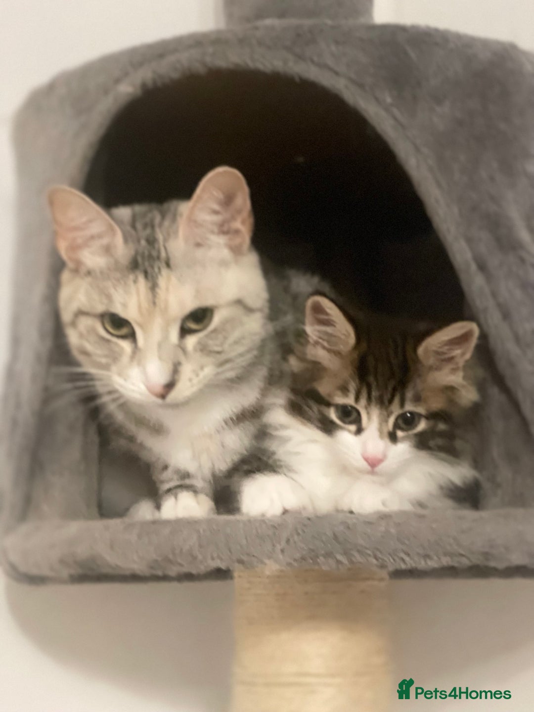 Kurilian Bobtail cats for sale: Reserved Kurilian Bobtail  kitten in spring  - Advert 12