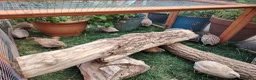Quail poultry for sale: Mixed Colour Male Coturnix Quails - Advert 14