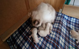 Ragdoll cats for sale: beautiful Ragdool ready for new parents - Image 5
