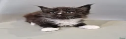 Maine Coon cats for sale: Pedigree XXL mainecoon kittens  - Advert 12
