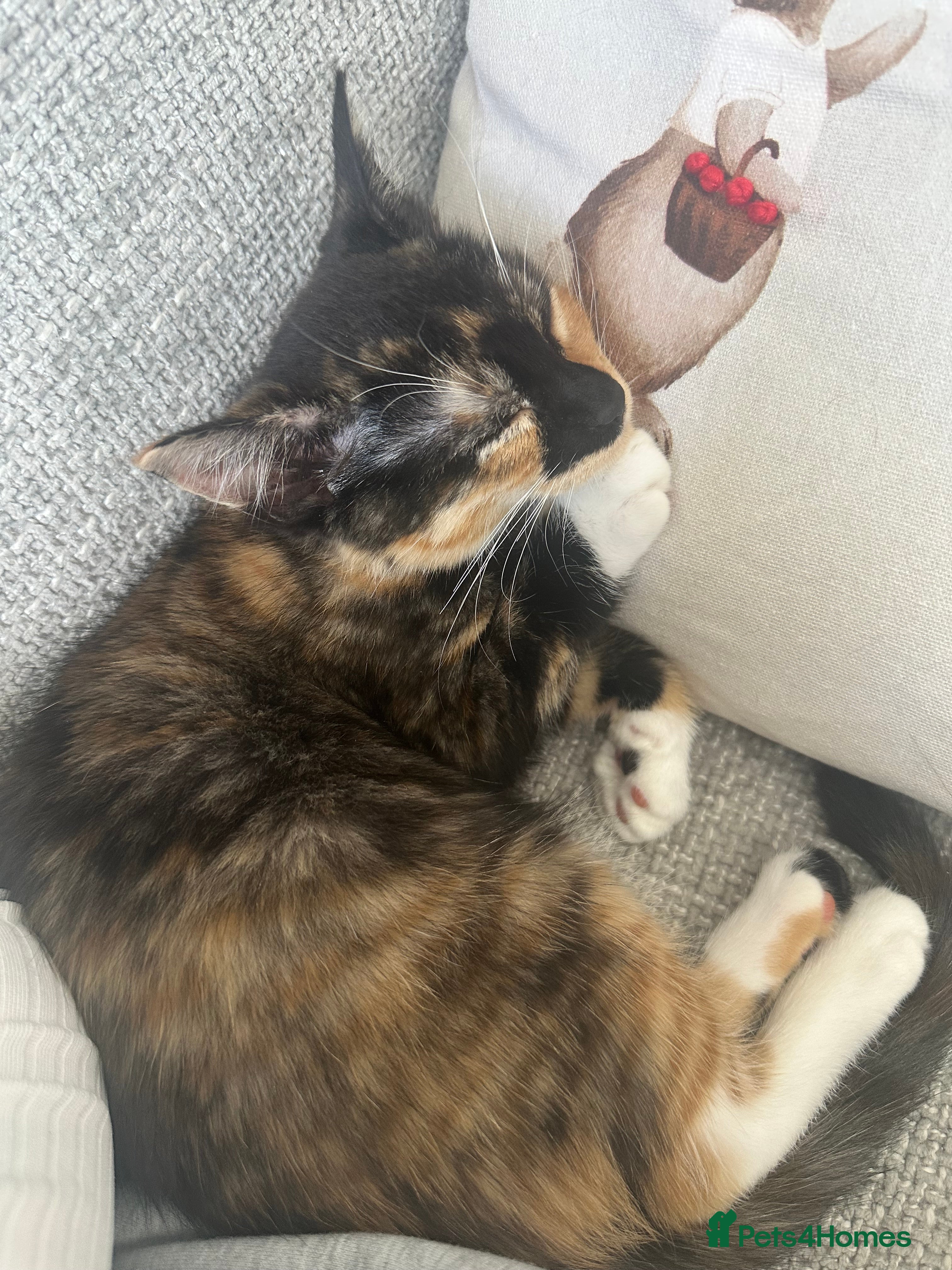 Mixed Breed cats Beautiful calico girl URGENTLY NEEDS A HOME - Advert 6