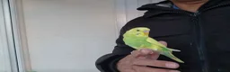 Budgerigars birds for sale: Super Hand Tamed Baby Budgie  - Advert 3