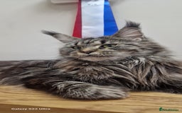 Maine Coon cats for sale: 🥰MC Kittens🥰 - Image 21