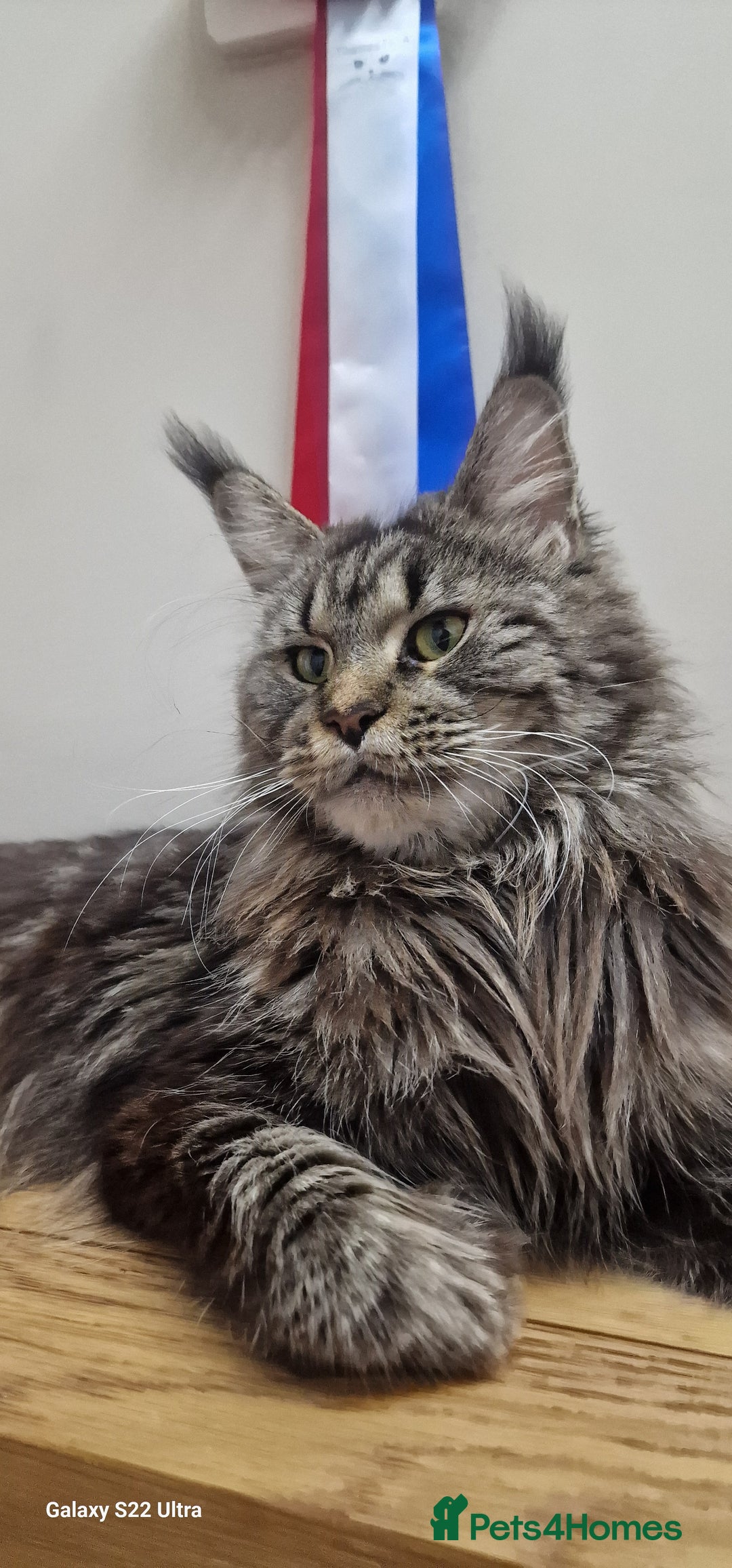 Maine Coon cats for sale: 🥰MC Kittens🥰 - Image 21