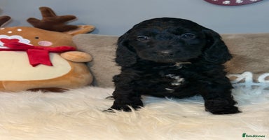 Cockapoo dogs F1B Cockapoo’s  - Advert 4