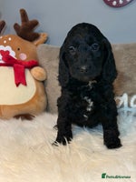 Cockapoo dogs F1B Cockapoo’s - Advert 4