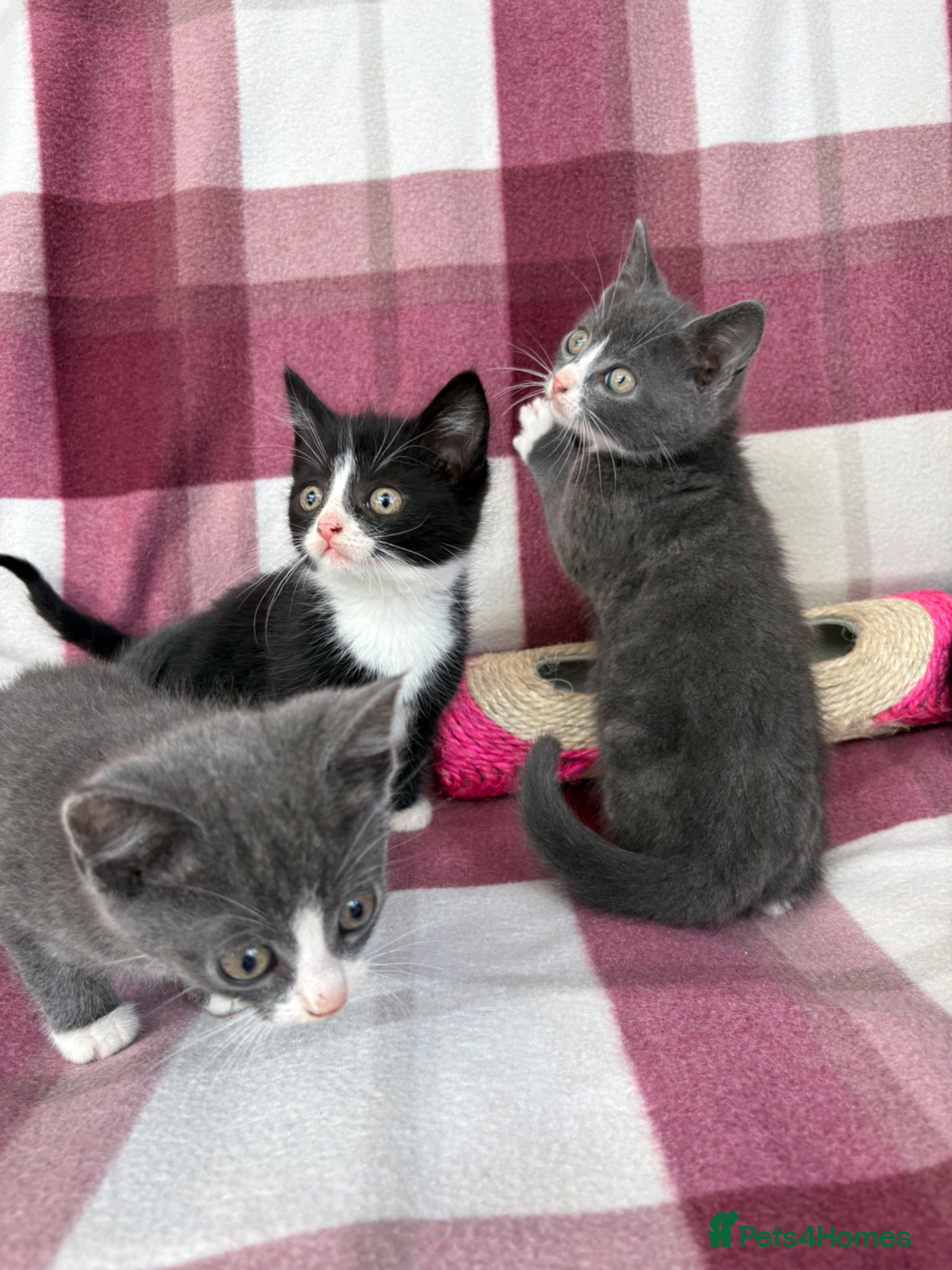 Mixed Breed cats Beautiful kittens  - Advert 4
