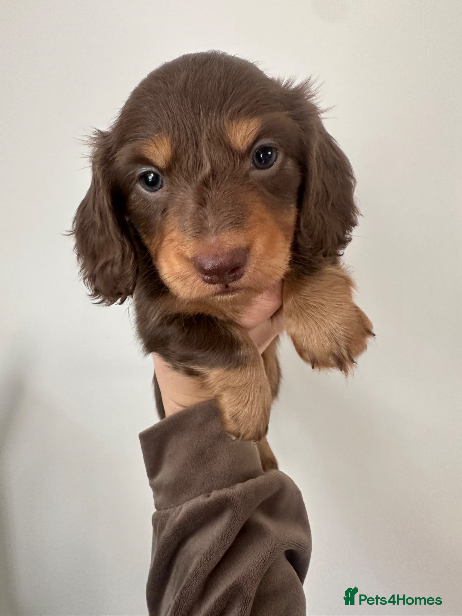 Miniature Dachshund dogs Top quality long haired miniature dachshunds  - Advert 17