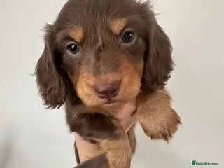 Miniature Dachshund dogs Top quality long haired miniature dachshunds - Advert 15