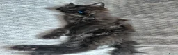 Maine Coon cats for sale: Ticca Black smoke x 3 male maine coons.  - Advert 7