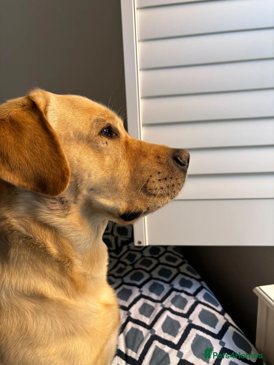 Labrador Retriever dogs for stud: Male yellow labs with the best genes in London - Advert 2