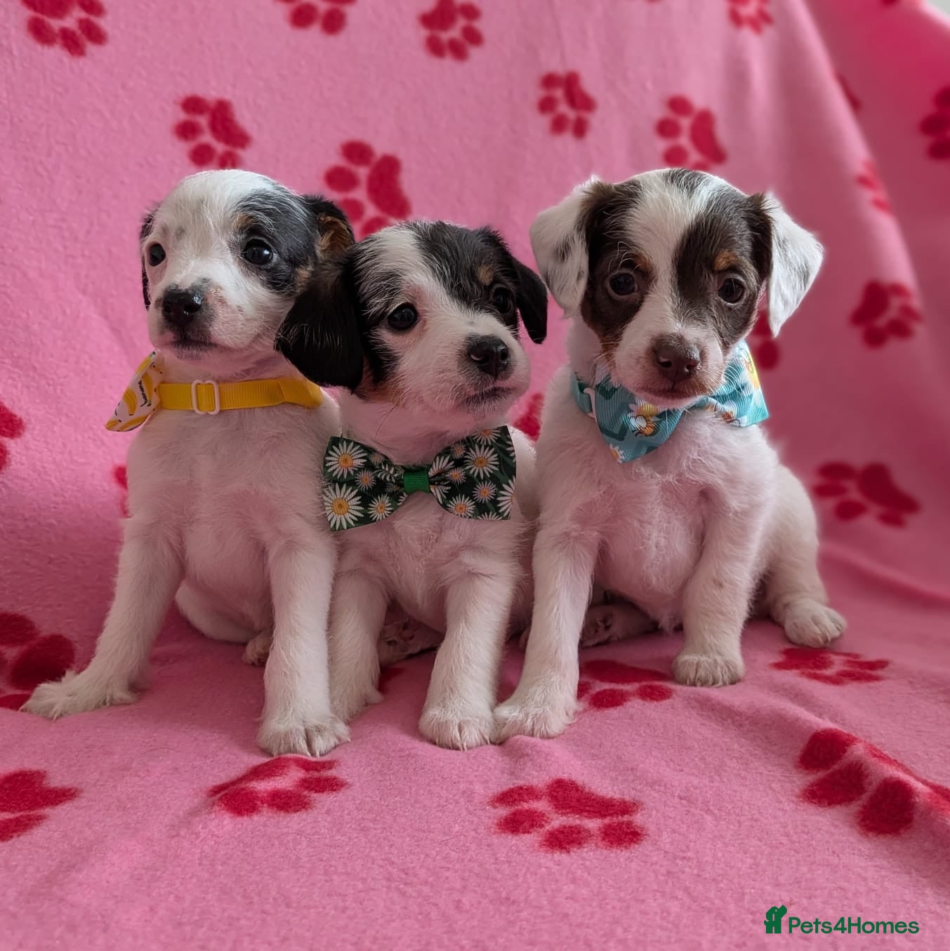 Jackapoo dogs Stunning F1 Jackapoos  - Advert 1