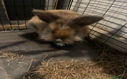 Silver Fox rabbits for sale: Astro - Image 5