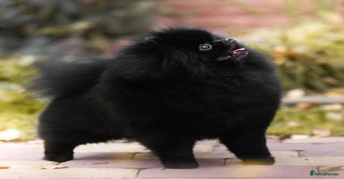 Pomeranian dogs - Advert 4