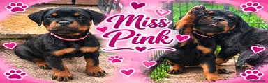 Miss Pink