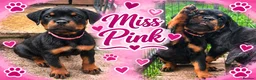 Rottweiler dogs for sale: ⭐️ Outstanding Rottweiler Puppies ⭐️ - Advert 5