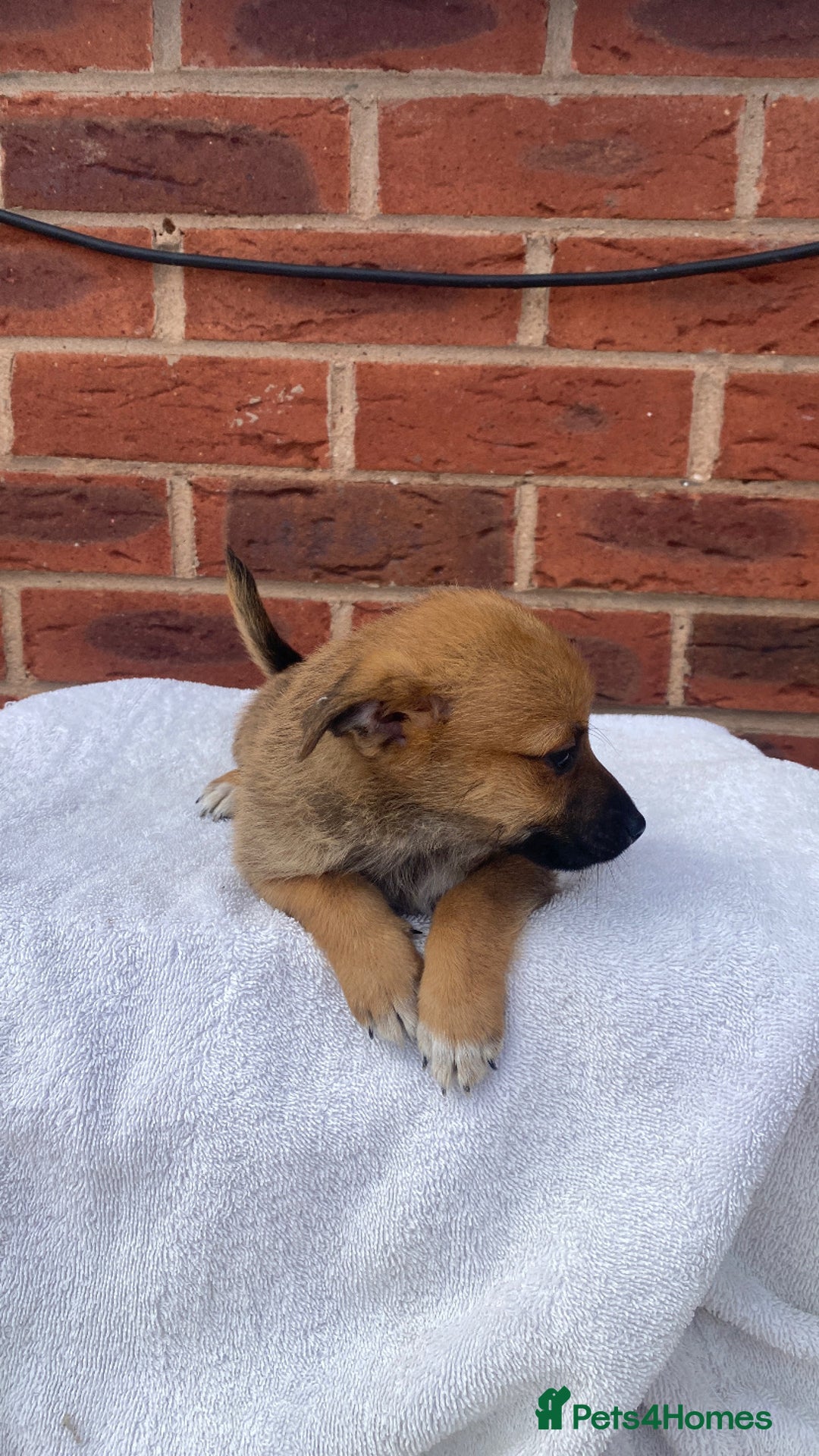 Mixed Breed dogs for sale: Jack Russel cross Pomeranian puppy’s  - Image 6