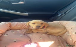 Labrador Retriever dogs for sale: Labrador Retriever  - Image 1