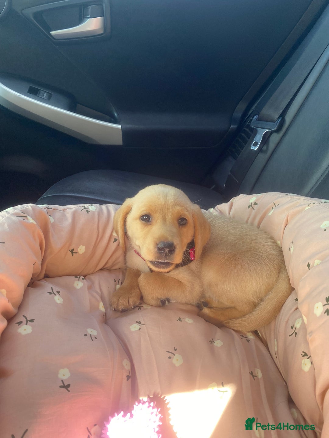 Labrador Retriever dogs for sale: Labrador Retriever  - Image 1