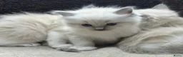 Ragdoll cats for sale: ⭐️ Meet Our Beautiful Ragdoll Babies ⭐️ - Advert 16