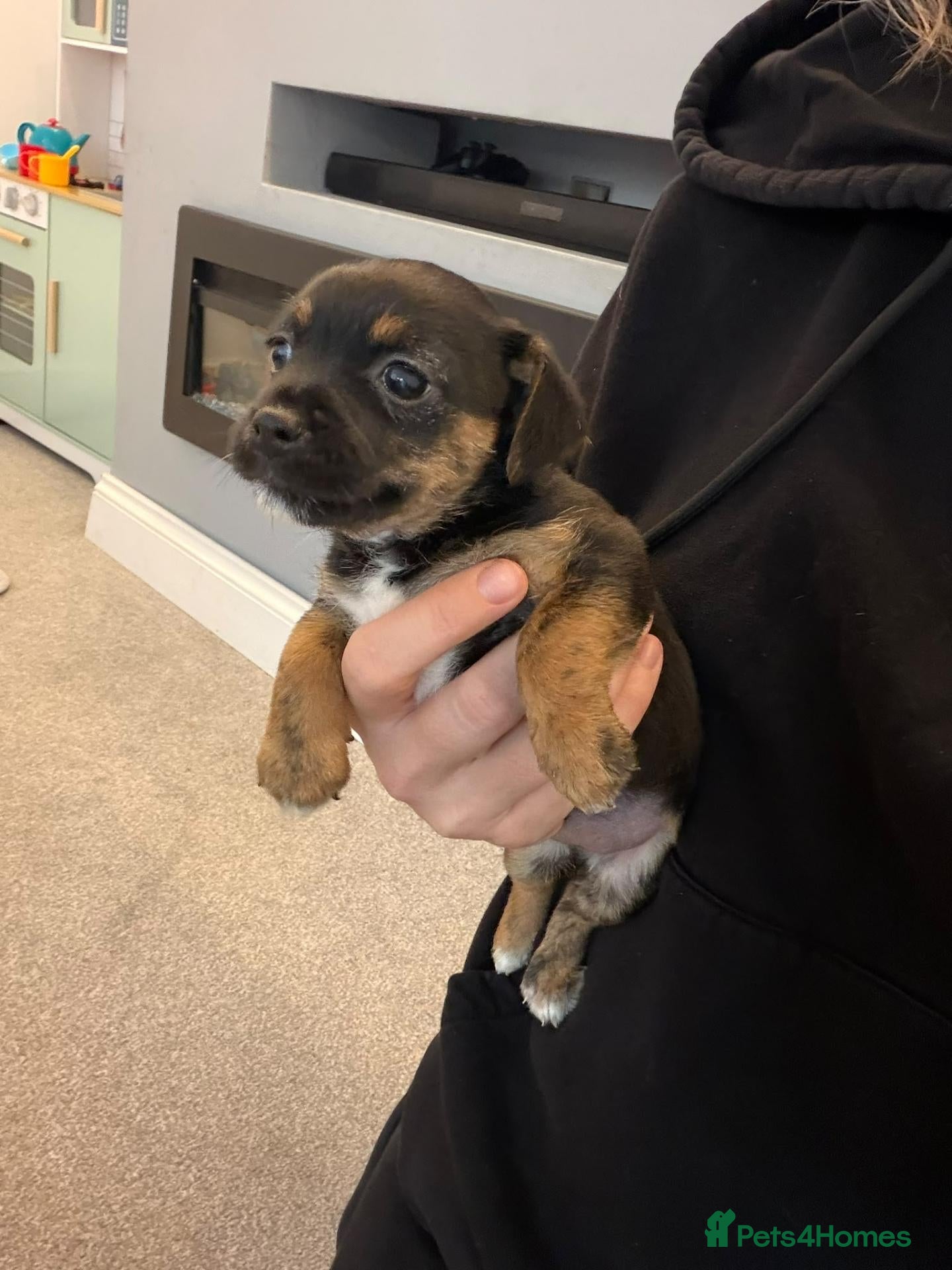 Jack Russell dogs for sale: Jack russel puppies  - Advert 5