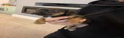Jack Russell dogs for sale: Jack russel puppies  - Advert 5