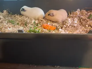 Guinea Pig rodents BEAUTIFUL BABY BOY CALIFORNIANS - Advert 2