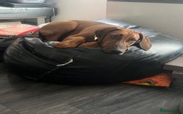 Mixed Breed dogs for sale: Rhodesian Ridgeback Cross Doberman - Image 7