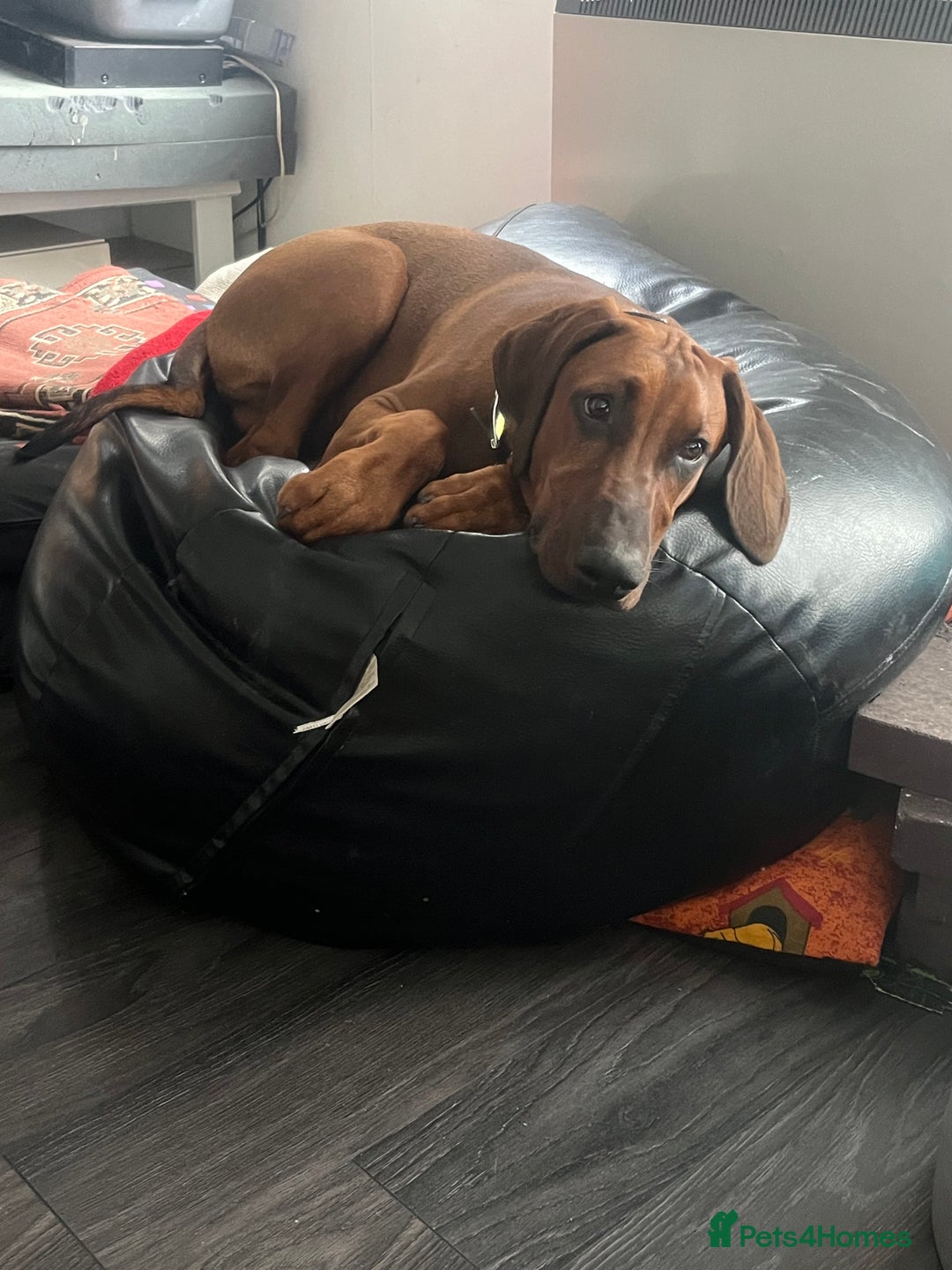 Mixed Breed dogs for sale: Rhodesian Ridgeback Cross Doberman - Image 7