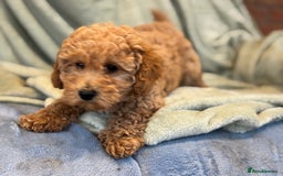 Mixed Breed dogs for sale: Adorable Cairnnoodle Puppies  - Image 9