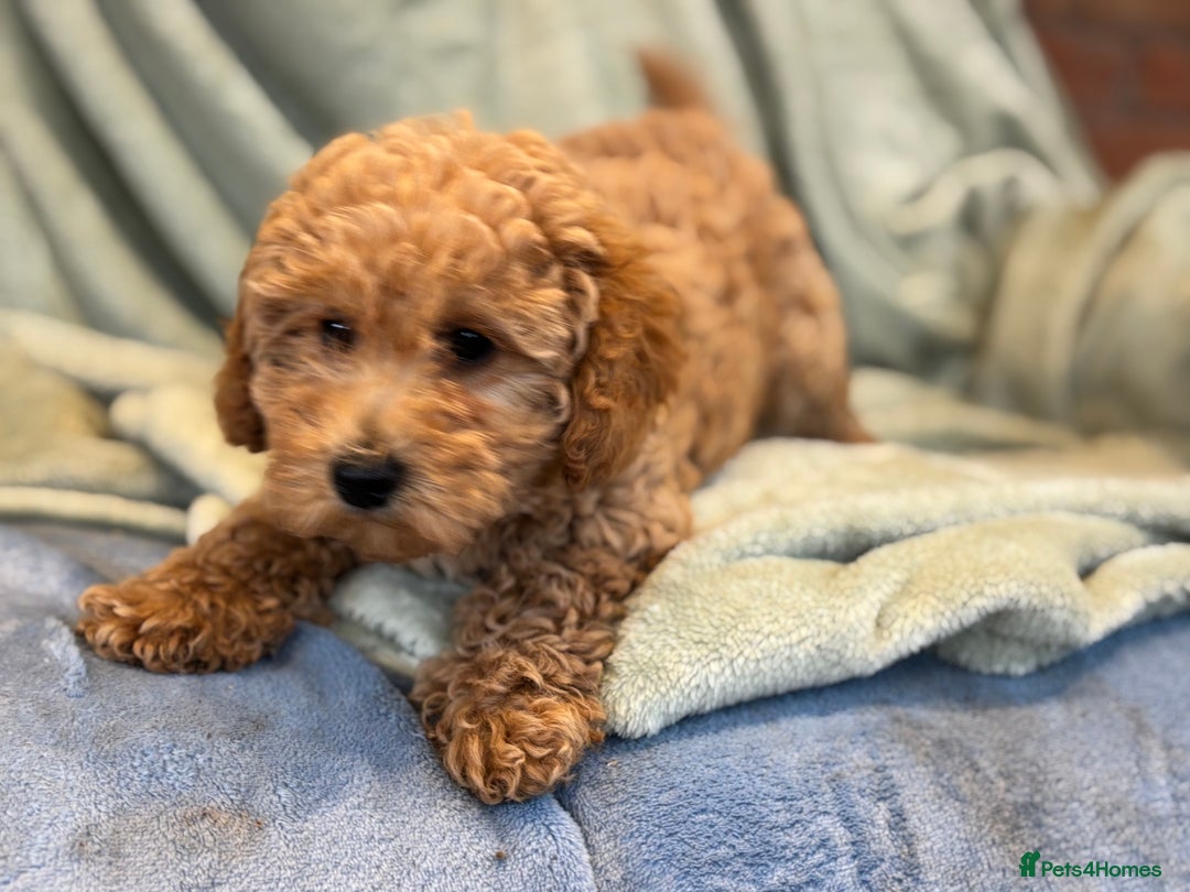 Mixed Breed dogs for sale: Adorable Cairnnoodle Puppies  - Image 9