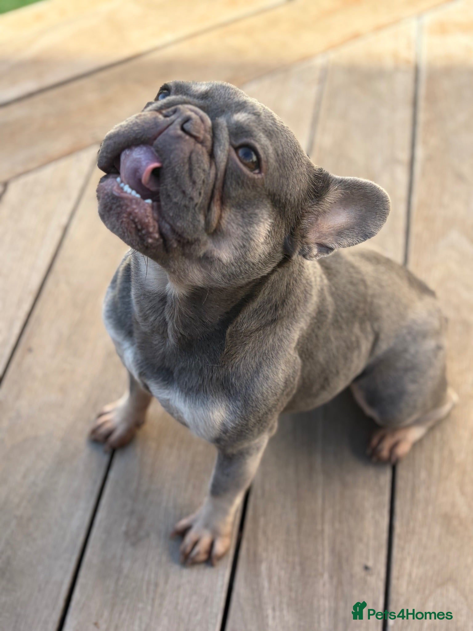French Bulldog dogs Female frenchie blue/tan - Advert 4