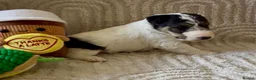 Fox Terrier dogs for sale: Kc registered wire fox terriers  - Advert 7