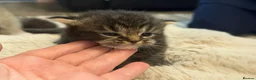 Exotic cats for sale: Beautiful adorable exotic babies - Advert 39