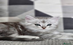 Ragdoll cats for sale: Ragdoll kittens - Image 16