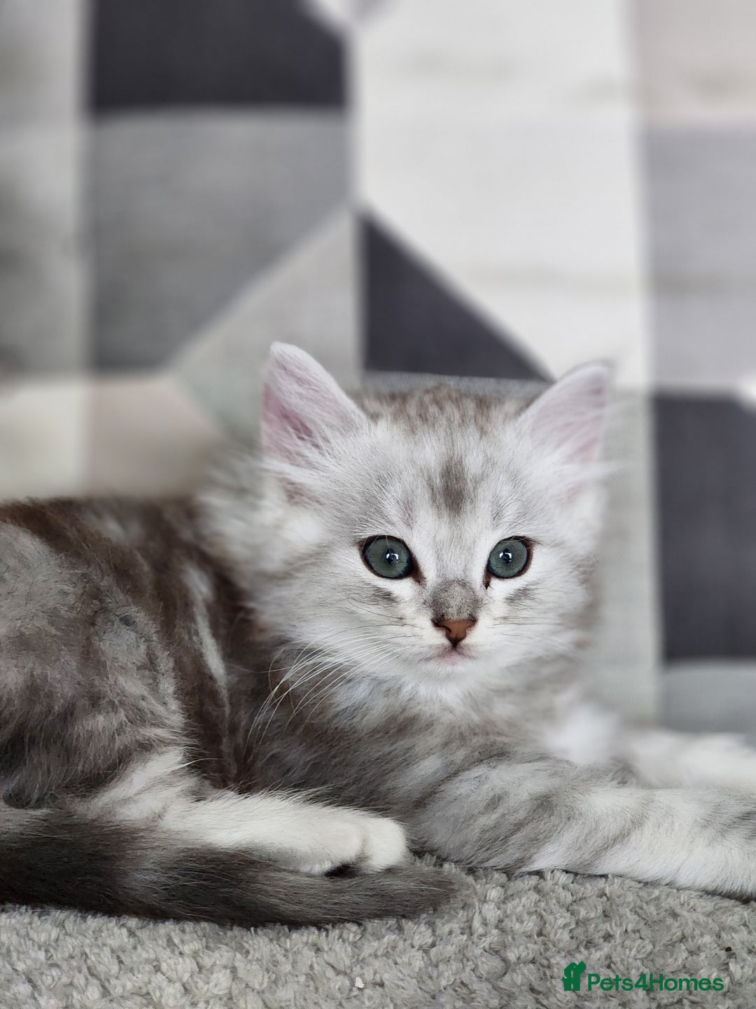 Ragdoll cats for sale: Ragdoll kittens - Image 16