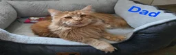 Maine Coon cats for sale: Amazing pure bread Maine Coons kittens  - Advert 6