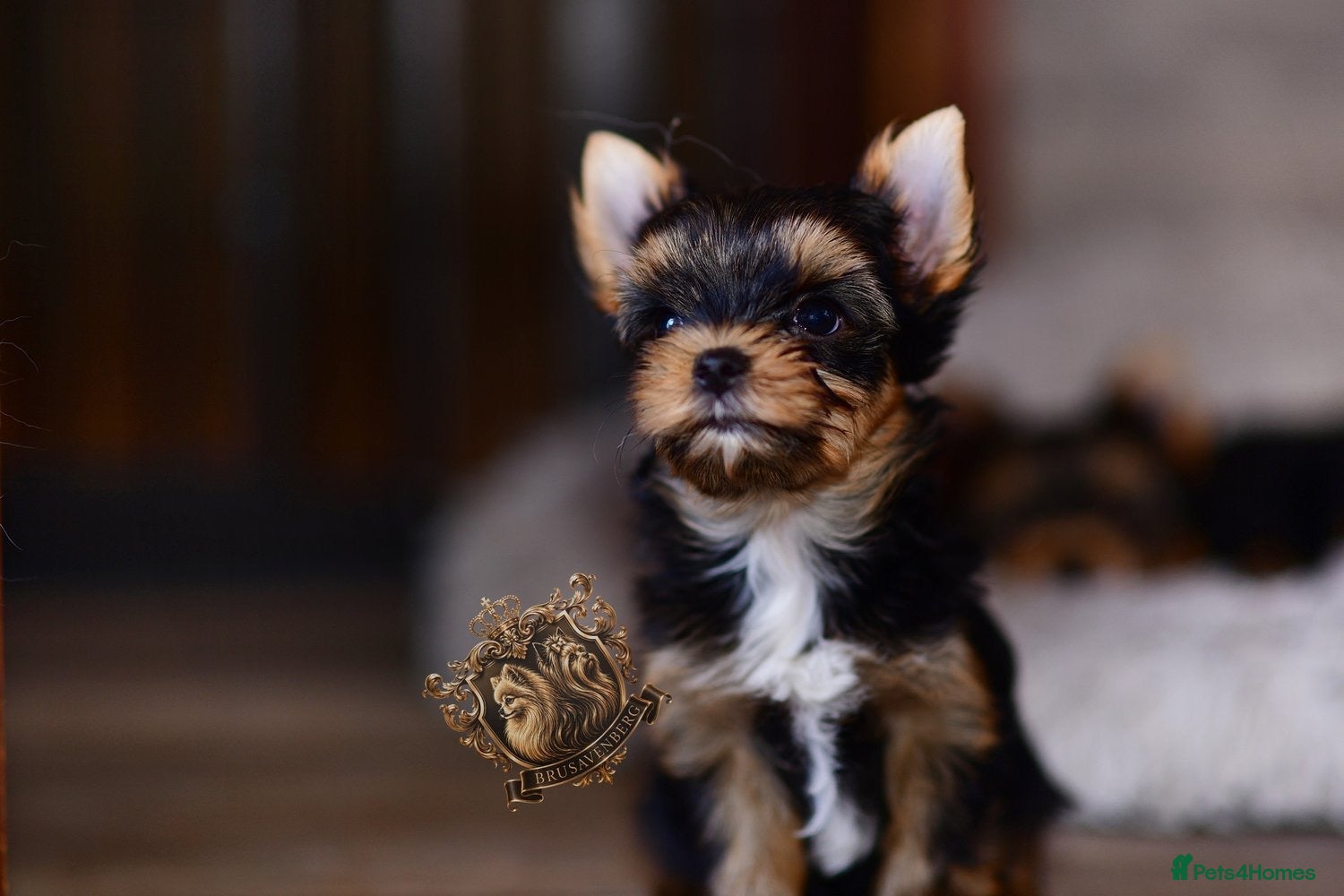 Yorkshire Terrier dogs 1.5kg MINIATURE MISTER AMORE RKC 🩵 - Advert 14