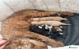 Cavapoo dogs for sale: Adorable Cavapoo Puppies – Ready for Loving Homes - Image 22