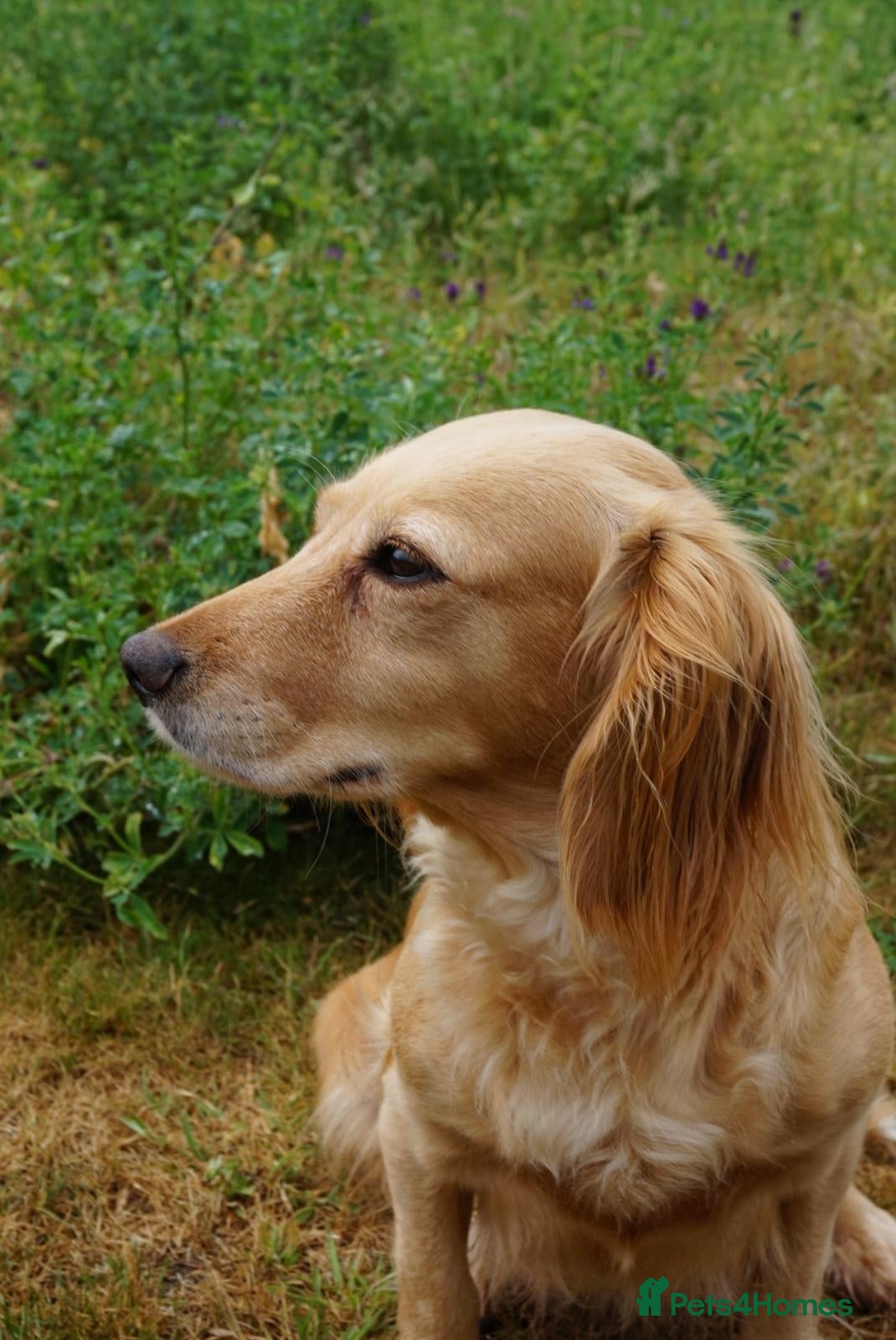 Cocker Spaniel dogs for sale: Cocker Spaniel puppies in Diss - Advert 23
