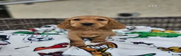 Cocker Spaniel dogs for sale: Cocker Spaniels Ready Now!!!!! - Advert 25