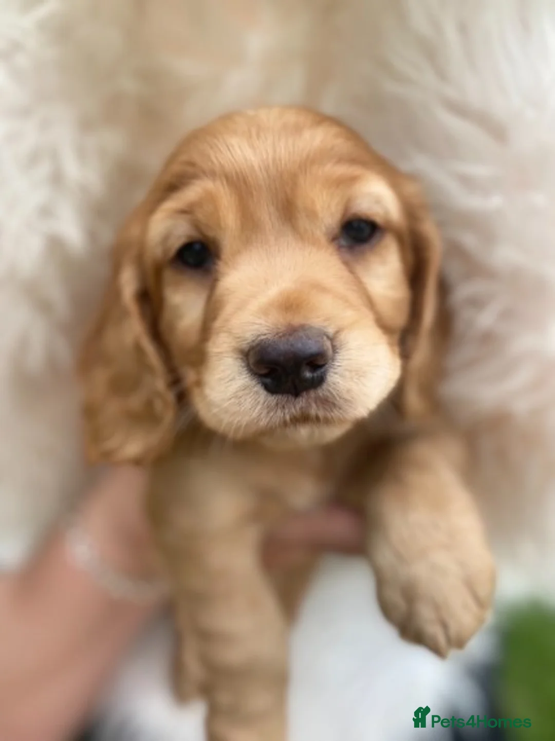 Cocker Spaniel dogs for stud: Proven amazing Stud dogs  in Chatteris - Advert 8