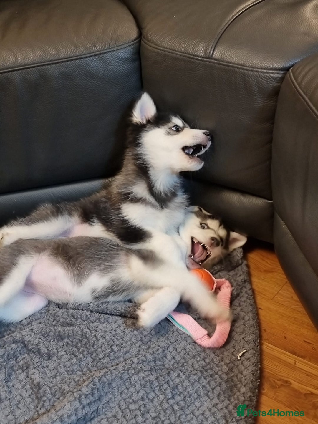 Siberian Husky dogs for sale: Siberian Husky Puppies/8 Weeks Old Glasgow 600each - Advert 5