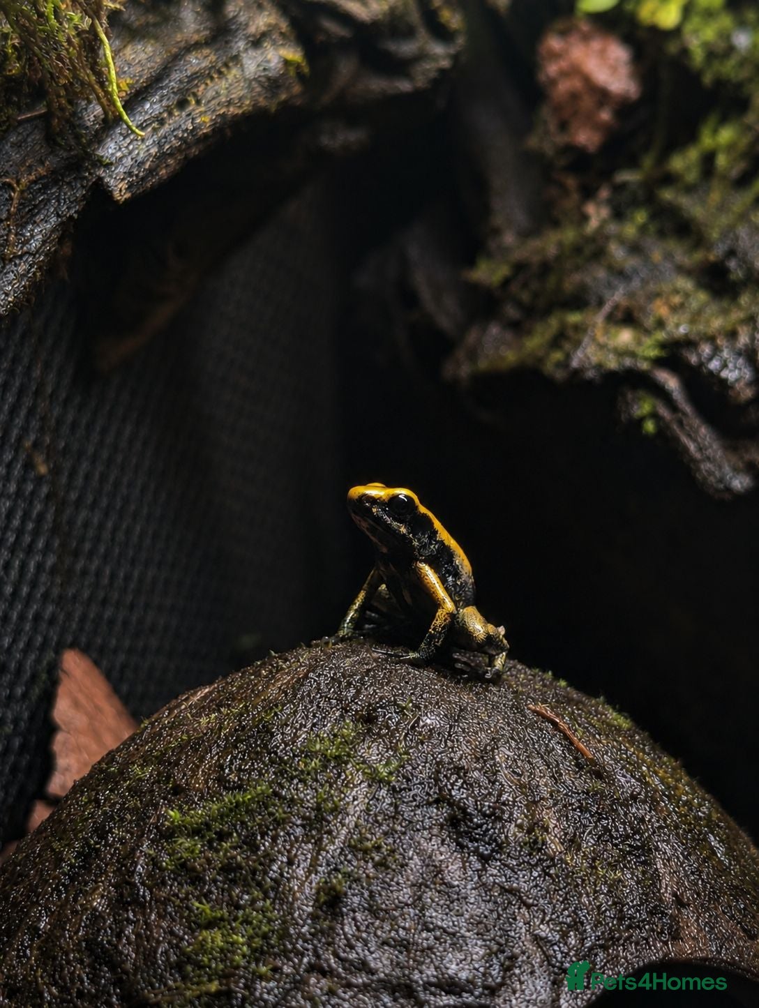 Frog reptiles 🐸 CB26 Phyllobates terribilis – Yellow - Advert 5