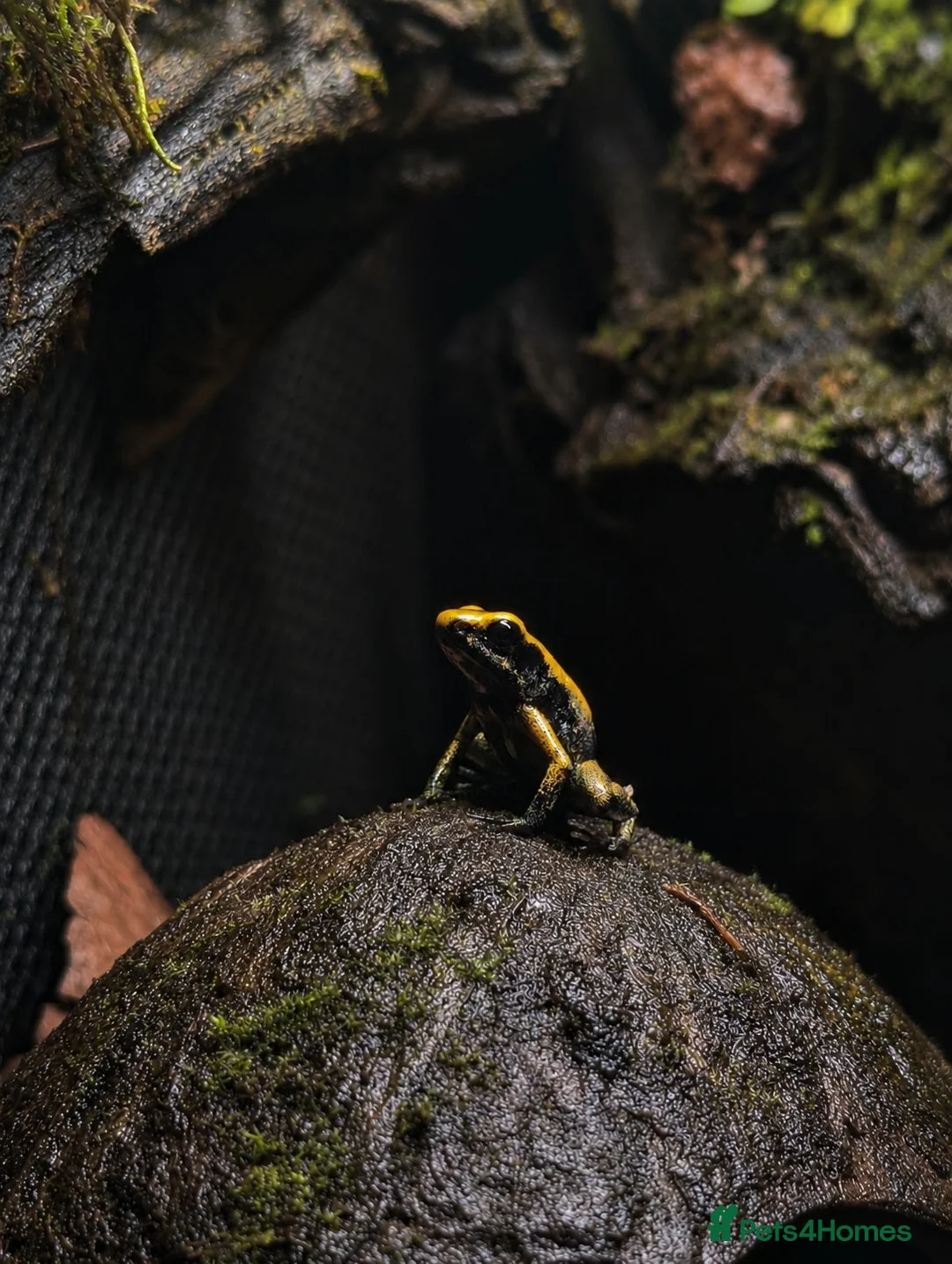 Frog reptiles for sale: 🐸 CB26 Phyllobates terribilis – Yellow - Advert 1