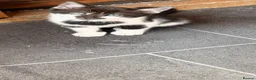 Mixed Breed cats for sale: 5 stunning kittens ready for a new home  in Waltham Cross - Advert 9