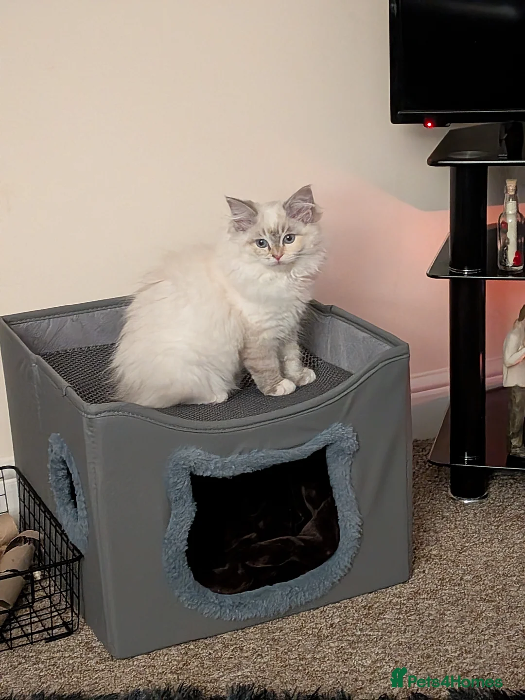 Ragdoll cats for sale: Ragdoll kitten for sale - Advert 4