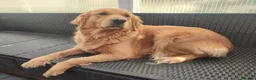 Golden Retriever dogs for sale: Golden Retriever Girl  - Advert 2