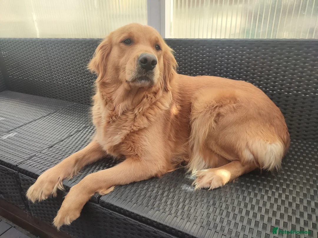 Golden Retriever dogs for sale: Golden Retriever Girl  - Advert 2