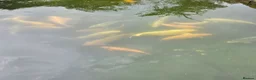 Koi Carp fish for sale: Koi carp, vary large in Stoke-on-Trent - Advert 6